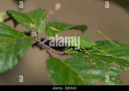 Speckled bush-cricket (Letophyes punctassima) on blackberry leaf in summer Stock Photo
