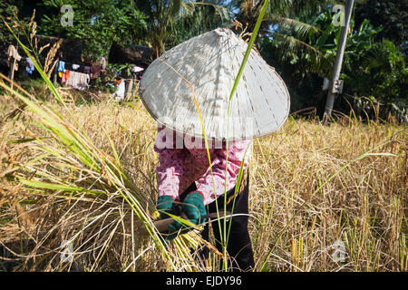 Harvest time in Cambodia, Asia. Rice field. Stock Photo