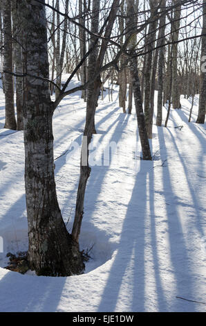 Morning sunlight casts long shadows across the snow under a grove of red oak trees in Acadia National Park, Maine. Stock Photo