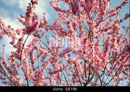 pink peach tree blossom Stock Photo