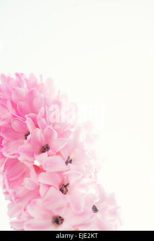 Hyacinth flower light pink Stock Photo