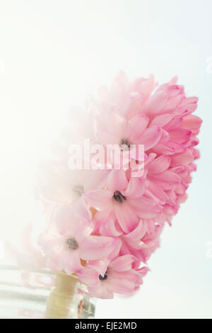 Hyacinth flower light pink Stock Photo