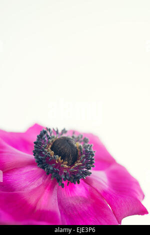 Pink Purple Anemone flower in bright sunlight