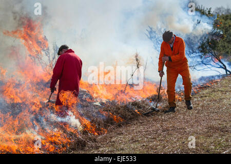 Two forestry workers setting fires in Gorse and bracken. Known as controlled burning, this reduces the intensity of a real fire. Stock Photo