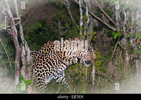 leopard silent hunter in the wilds of Africa Stock Photo