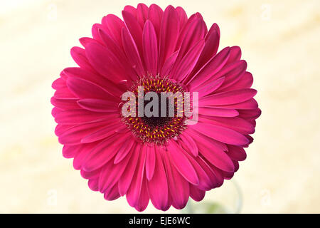 Light pink gerbera daisy flower on marble table background. Copy space  Stock Photo - Alamy