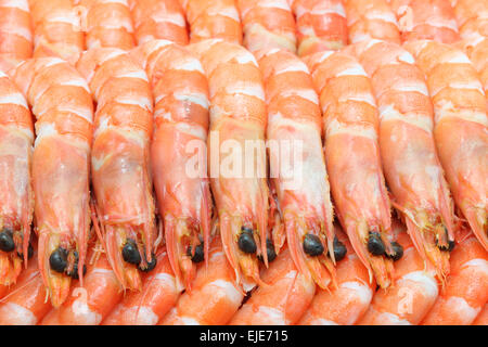 boiled Shrimp cocktail background using as healthy eating concept Stock Photo