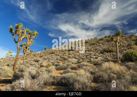 A photograph of some Joshua Trees in Joshua Tree National Park, California. A joshua tree is actually a Yucca. Stock Photo