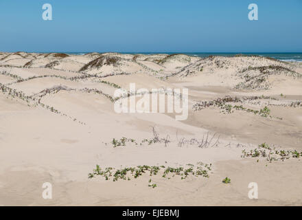 Sand dunes and beach at South Padre Island, Texas, USA. Stock Photo