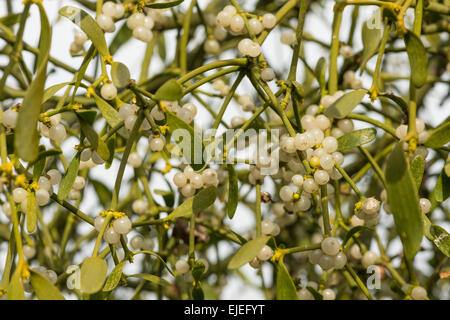 lots and pairs white pearl like berries of the mistletoe hanging in a mass of intertwined stems and leaves a parasite of trees Stock Photo