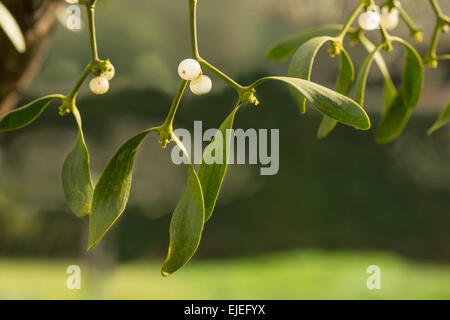 two white pearl like berries of the mistletoe hanging in a mass of intertwined stems and leaves a parasite of trees Stock Photo
