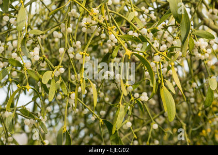 lots and pairs white pearl like berries of the mistletoe hanging in a mass of intertwined stems and leaves a parasite of trees Stock Photo