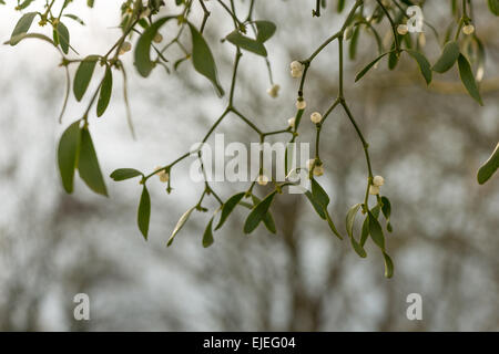 pearl like berries of the mistletoe hanging in a mass of intertwined stems and leaves a parasite of trees Stock Photo