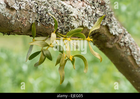 The branching holdfast of a mistletoe bush beneath a side branch on an old apple tree drawing food nutrients from its host Stock Photo