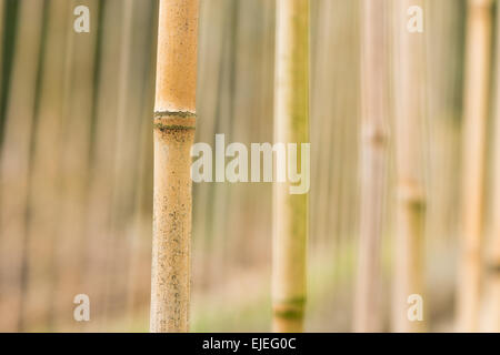 wall fence of bamboo canes in a row as a border and barrier creating airy space Stock Photo