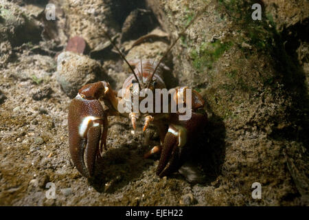 Signal crayfish (Pacifastacus leniusculus) in a mussel field, River Traun, Styria, Austria Stock Photo