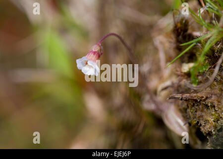 Pale Butterwort; Pinguicula lusitanica Cornwall; UK Stock Photo