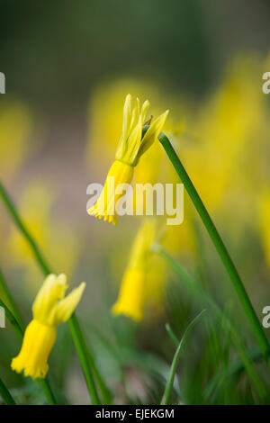 Narcissus Cyclamineus. Cyclamen flowered daffodil Stock Photo