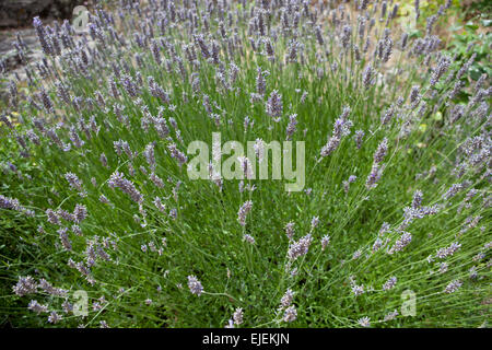 Lavender plant on a garden a sunny day, La Alcarria, Spain Stock Photo