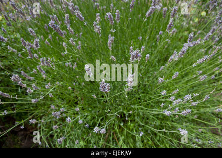 Lavender plant on a garden a sunny day, La Alcarria, Spain Stock Photo