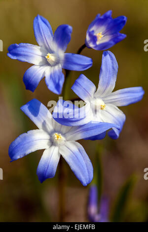 Glory of the Snow, Scilla luciliae, Chionodoxa luciliae, early spring flowers Stock Photo