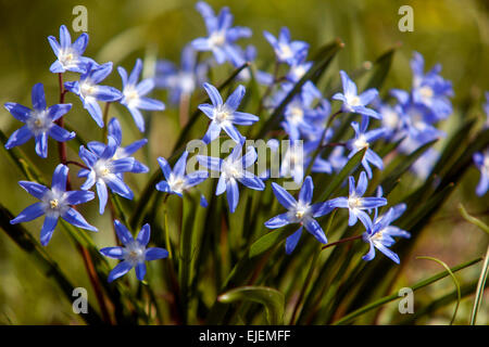 Chionodoxa luciliae clumps flowers in spring garden Stock Photo