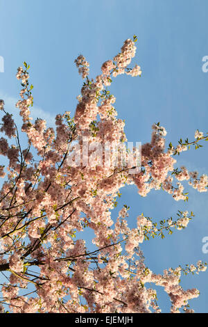 Sakura tree flowers. Beautiful pink cherry blossoms. Tree branch with ...