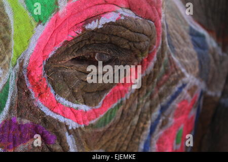 Painted elephant close up of eye in Jaipur Stock Photo