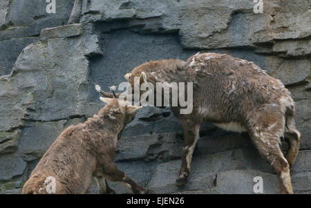 Fighting Alpine ibexes or Steinbocks (Capra ibex) Stock Photo
