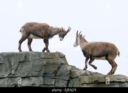 Encounter of two Alpine ibexes or Steinbocks (Capra ibex) on a rock, set against the sky Stock Photo
