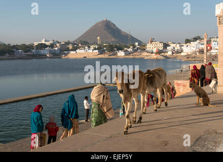 Cows at Pushkar Lake Ghats, Rajasthan, India Stock Photo