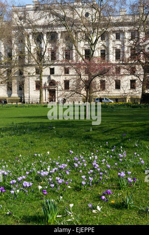 Spring crocuses flowering in St James' Park. Stock Photo