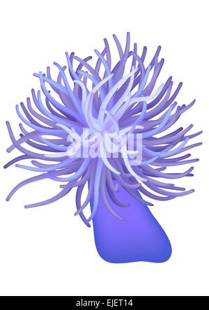 Illustration of the sea anemone - seaflower - vector Stock Vector