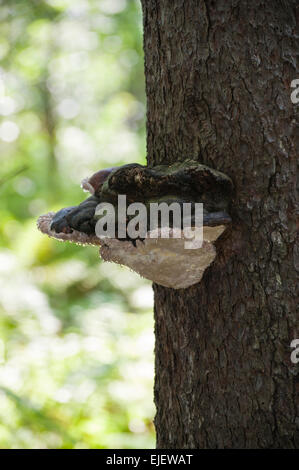 Ganoderma applanatum (Artist's Bracket or Artist's Conk fungus) growing on a tree in summer in Eastern Ontario. Stock Photo