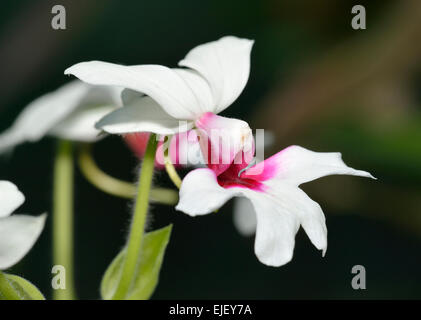 Calanthe 'Baron Schroder' Orchid Hybrid of Calanthe regnieri x Calanthe vestita Stock Photo