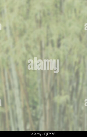 Blurred background of bamboo stalks and leaves. Suitable as background for most color texts including white. Artistic intent wit Stock Photo