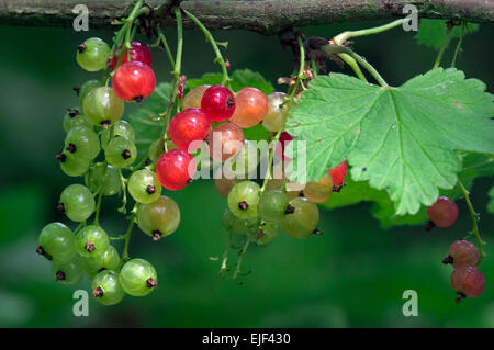 Redcurrant / red currant (Ribes rubrum) close up of ripe and unripe berries Stock Photo