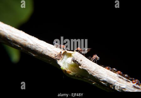 Ants Crematogaster scutellaris climbing an ivy branch. Interesing small insect on a night take Stock Photo