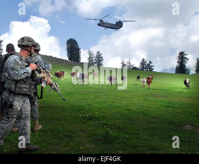 365 - A Soldier from Headquarters and Headquarters Troop, 1st Squadron, 91st Cavalry Regiment Airborne, watches cattle run for their lives while a CH-47 helicopter prepares to land on Landing Zone Shetland during Operation Saray Has July 19 near Forward Operating Base Naray, Afghanistan. Stock Photo