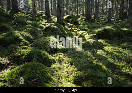 Green mossy backlit coniferous forest with tree trunks and mossy stones on ground. From the province Smaland in Sweden. Stock Photo