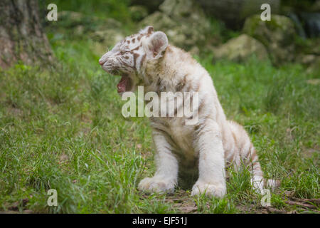 The white tiger cub (Chinchilla albinistic) is a pigmentation variant of the Bengal tiger (Panthera tigris tigris). Stock Photo