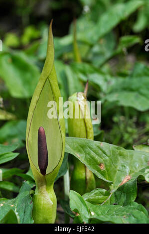 Wild arum / Lords and ladies / Cuckoo pint  (Arum maculatum), bud and cowl in spring Stock Photo