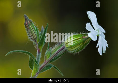 White campion (Silene latifolia subsp. alba / Melandrium album / Silene pratensis / Lychnis vespertina) in flower Stock Photo