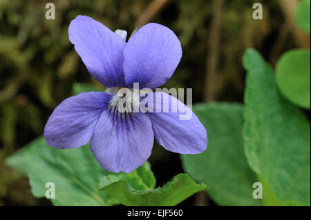 Wood violet / Common dog-violet (Viola riviniana) in flower Stock Photo