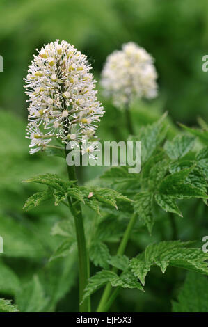 Eurasian Baneberry / Herb Christopher (Actaea spicata) in flower Stock Photo
