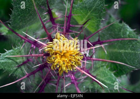 St. Benedict's thistle / blessed thistle / holy thistle / spotted thistle (Cnicus benedictus) in flower, Mediterranean Stock Photo