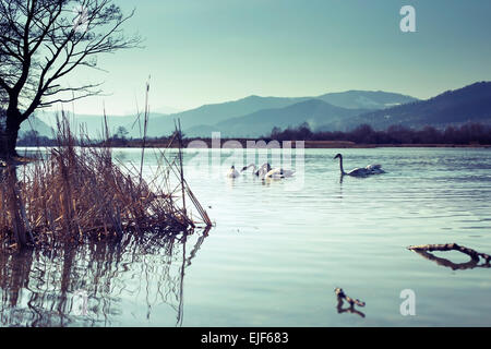 Swans on blue lake water in sunny day Stock Photo