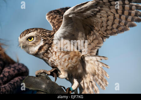 Burrowing owl (Athene cunicularia) on falconers glove Stock Photo