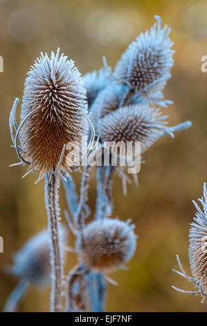 Frost covered teasel (Dipsacus fullonum) seed heads Stock Photo