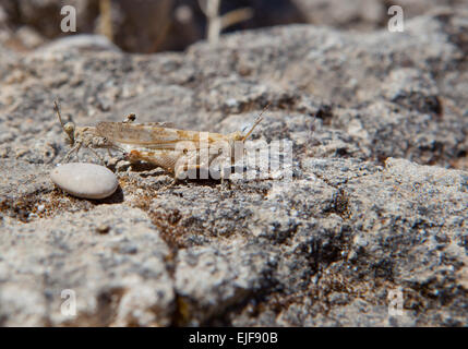 Closeup photo of two mating grasshoppers on a rock Stock Photo